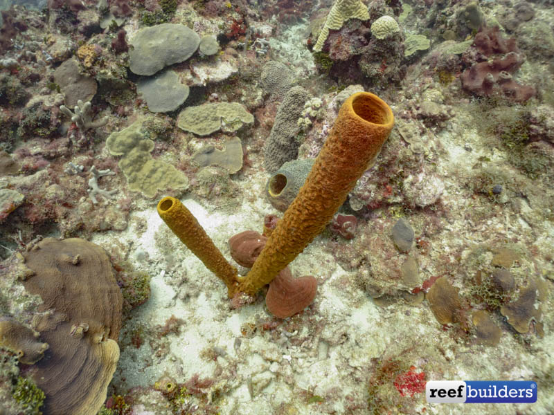 Reefbuilders Travelogue Corals of the Dominican Republic Reef